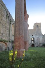 Interior view of the St. Nikolai church ruins, green lawn with mullein, nature, empty, pew, twin