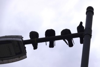Pigeons in a city on the street lighting, Germany