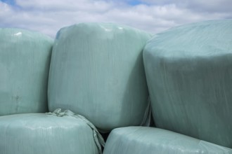 Silage, silage bales, silage bales in green plastic film, Münsterland, North Rhine-Westphalia,