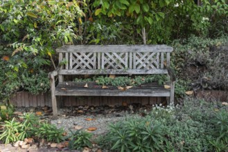 Old wooden bench with autumn leaves and lush greenery, Bredevoort, province of Gelderland,