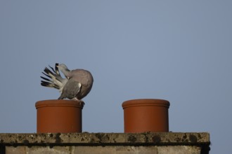 Wood pigeon (Columba palumbus) adult bird preening its tail feathers on an urban chimney pot,