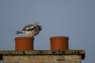Wood pigeon (Columba palumbus) adult bird on an urban chimney pot, England, United Kingdom
