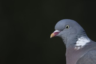 Wood pigeon (Columba palumbus) adult bird head portrait, England, United Kingdom
