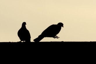 Wood pigeon (Columba palumbus) silhouette of two adult birds performing their love courtship