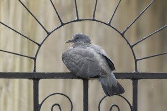 Wood pigeon (Columba palumbus) juvenile baby squab bird sitting on an urban garden metal gate,
