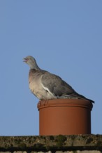 Wood pigeon (Columba palumbus) adult bird calling on an urban chimney pot, England, United Kingdom