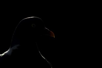 Wood pigeon (Columba palumbus) adult bird backlit head portrait, England, United Kingdom