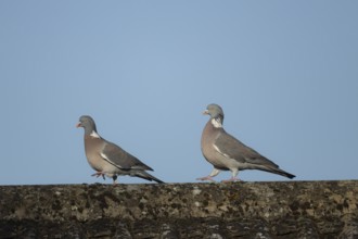 Wood pigeon (Columba palumbus) two adult birds one bird chasing the other on an urban house roof,