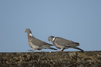 Wood pigeon (Columba palumbus) two adult birds performing their love courtship display on an urban