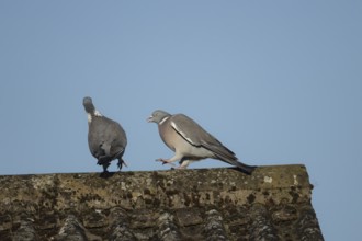 Wood pigeon (Columba palumbus) two adult birds fighting on an urban house roof, England, United
