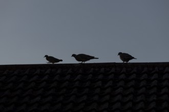 Wood pigeon (Columba palumbus) two adult birds and a juvenile bird on an urban house roof, England,