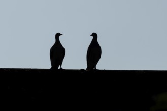 Wood pigeon (Columba palumbus) two adult birds on an urban house roof, England, United Kingdom