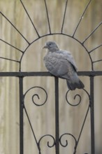 Wood pigeon (Columba palumbus) juvenile baby squab bird sitting on an urban garden metal gate,