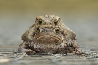 Common toad (Bufo bufo) two adult amphibians mating on a path in spring, England, United Kingdom