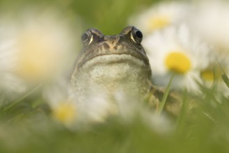 Common frog (Rana temporaria) adult amphibian on a garden grass lawn with flowering daisies in