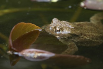 Common toad (Bufo bufo) adult amphibian on the water surface of a garden pond, England, United