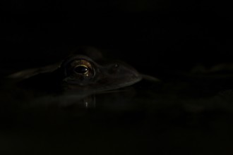 Common frog (Rana temporaria) adult amphibian on the water surface of a garden pond, England,