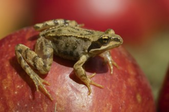 Common frog (Rana temporaria) adult amphibian on a fallen apple in a garden, England, United