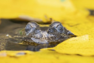 Common frog (Rana temporaria) adult amphibian on the water surface of a garden pond with fallen