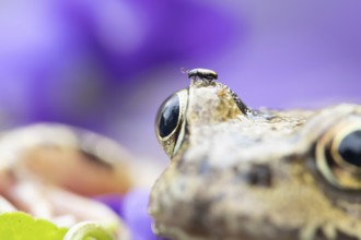 Common frog (Rana temporaria) adult amphibian with a beetle on its head in a garden, England,