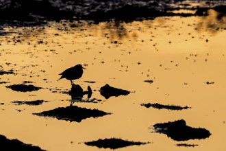 Common sandpiper (Actitis hypoleucos) resting on muddy pond shore with flying insects on water