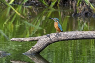Common kingfisher (Alcedo atthis) juvenile perched on branch over water of pond in late summer
