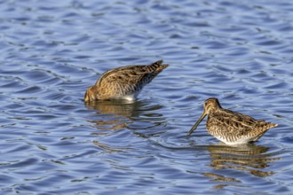 Two common snipes (Gallinago gallinago) foraging in shallow water by probing soft mud in pond in