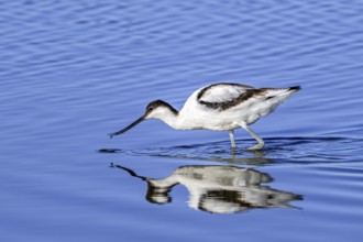 Pied avocet (Recurvirostra avosetta) foraging in shallow water of pond in late summer, early autumn