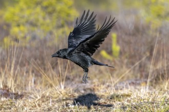 Common raven, northern raven (Corvus corax) taking off from grassland