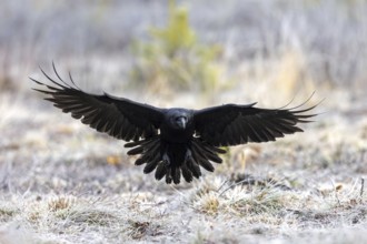 Common raven, northern raven (Corvus corax) landing in grassland covered in hoarfrost on a freezing