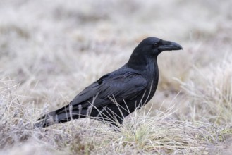 Common raven, northern raven (Corvus corax) foraging in grassland covered in hoarfrost on a