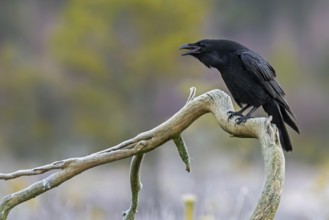 Common raven, northern raven (Corvus corax) calling from fallen branch in grassland covered in