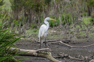 Great white egret, great egret (Ardea alba) non-breeding adult looking for prey in dried out pond