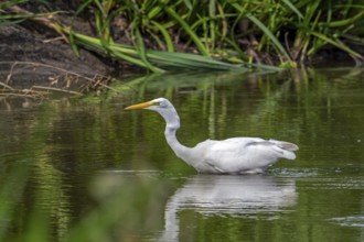 Great white egret, great egret (Ardea alba) non-breeding adult fishing in shallow water of pond in