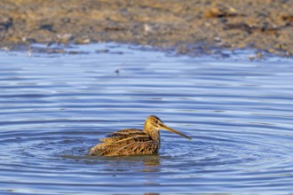 Common snipe (Gallinago gallinago) cleaning feathers by bathing in shallow water along pond bank in
