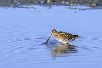 Common snipe (Gallinago gallinago) foraging in shallow water by probing soft mud along pond bank in