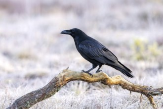 Common raven, northern raven (Corvus corax) perched on fallen branch in grassland covered in