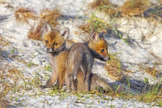 Young red foxes (Vulpes vulpes) two alert kits, juveniles playing near burrow, den in the sand
