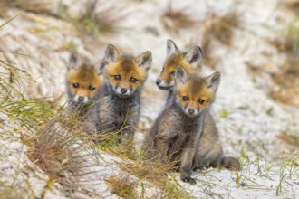 Young red foxes (Vulpes vulpes) four curious kits, juveniles looking towards camera near burrow,