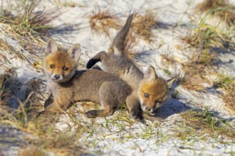 Young red foxes (Vulpes vulpes) two playful kits, juveniles playing near burrow, den in the sand