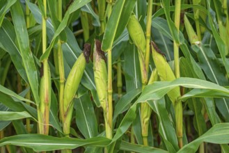 Close-up of female inflorescences, maize stalks, leaves, ears and corn silk in maizefield,