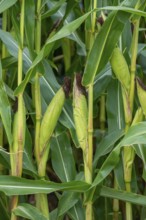 Close-up of female inflorescences, maize stalks, leaves, ears and corn silk in maizefield,