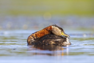 Red-necked grebe (Podiceps grisegena, Podiceps griseigena) adult in breeding plumage preening tail