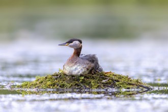 Red-necked grebe (Podiceps grisegena) adult in breeding plumage breeding eggs on nest in lake in