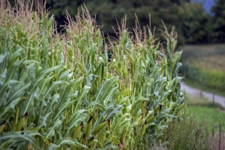 Maizefield, cornfield, field of maize (Zea mays) showing maize stalks with tassels, inflorescence