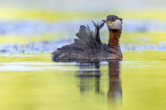 Red-necked grebe (Podiceps grisegena, Podiceps griseigena) adult in breeding plumage preening