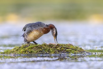 Red-necked grebe (Podiceps grisegena) nesting adult in breeding plumage turning two eggs in nest in
