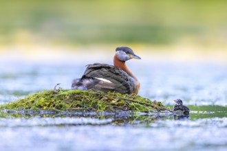 Red-necked grebe (Podiceps grisegena) adult in breeding plumage on nest with chick hiding on its