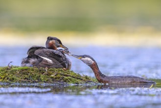 Red-necked grebe (Podiceps grisegena, Podiceps griseigena) male in breeding plumage feeding two
