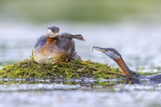 Red-necked grebe (Podiceps grisegena, Podiceps griseigena) male in breeding plumage feeding chick
